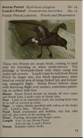 storm petrel page from Observer's Book of Birds